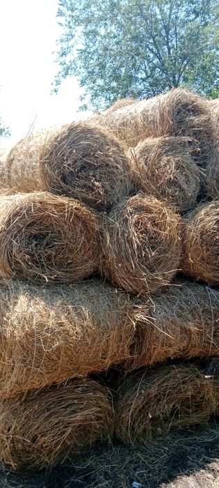 Продам Сено 200 Рулонов
