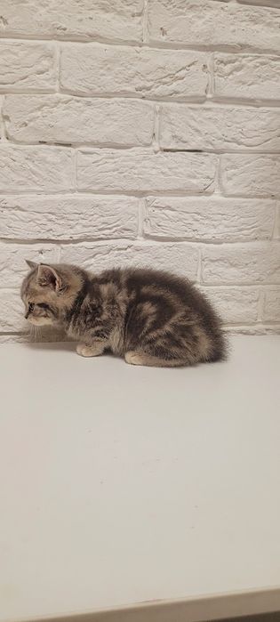 Продаю котенка шотландка девочка