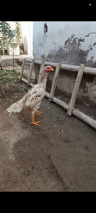 Зоти тозс турк сотилади