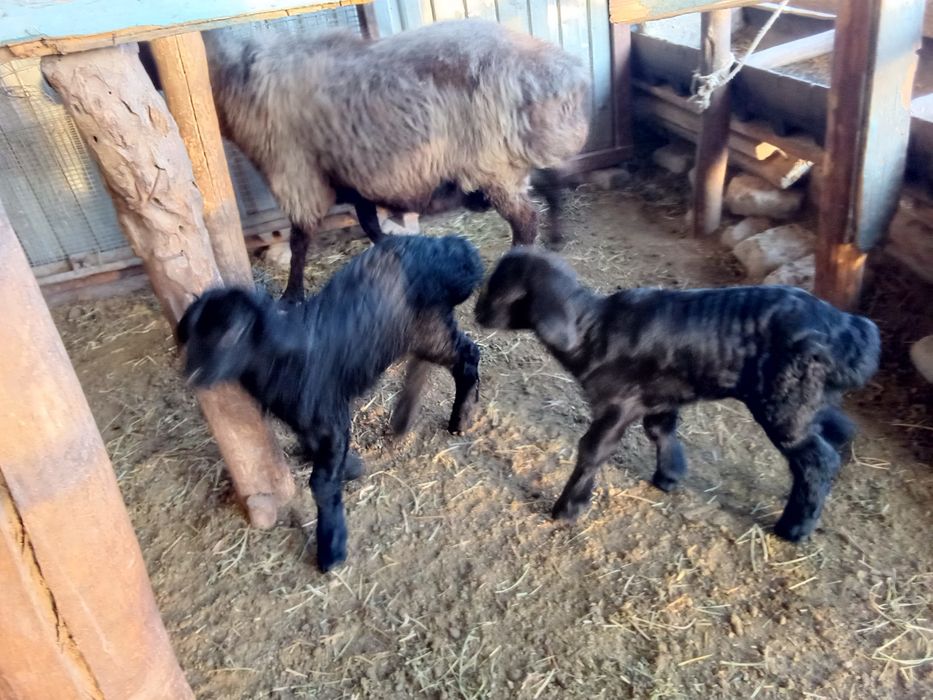 Ona bola qoʻy sotiladi