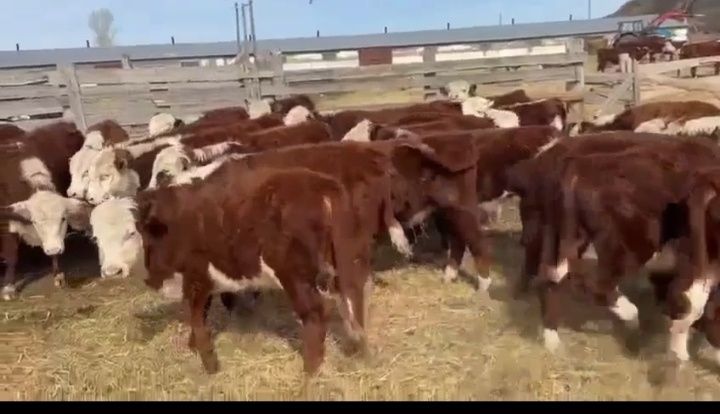 Бычки 25бас акбас