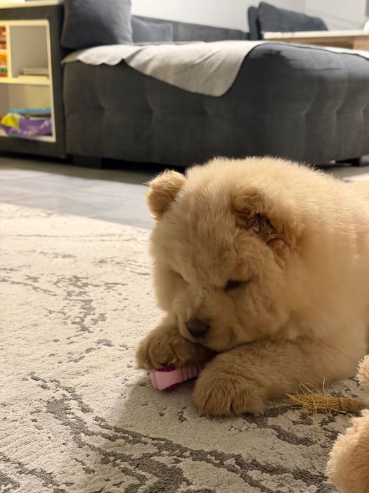 Чау Чау (Chow Chow)