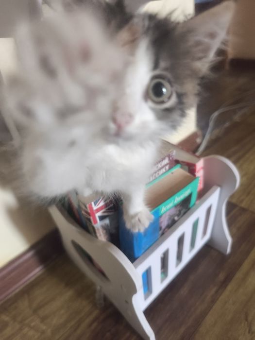 Отдам котенка в хорошие руки