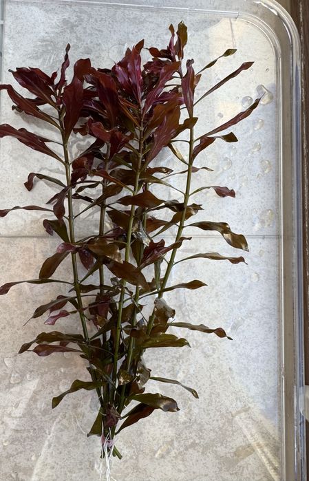 Аквариумные растения