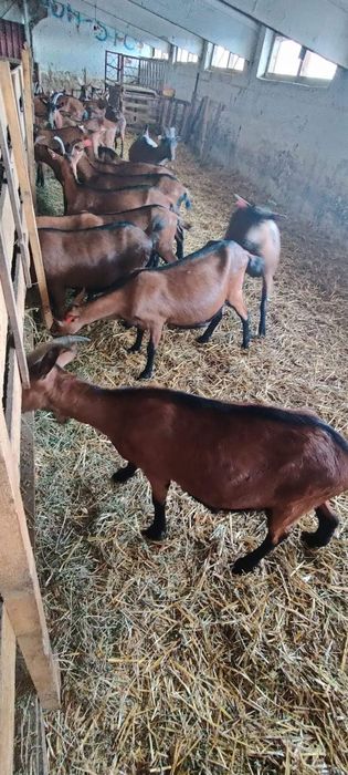 Capre alpine franceze cu pedigree