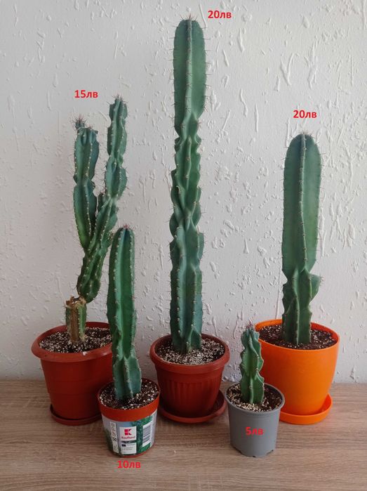 Кактуси   Cereus