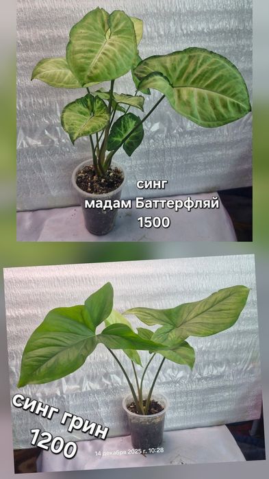 Комнатные растения в продажу