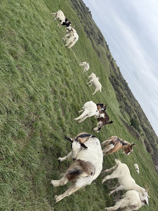 Capre si țapi de vanzare