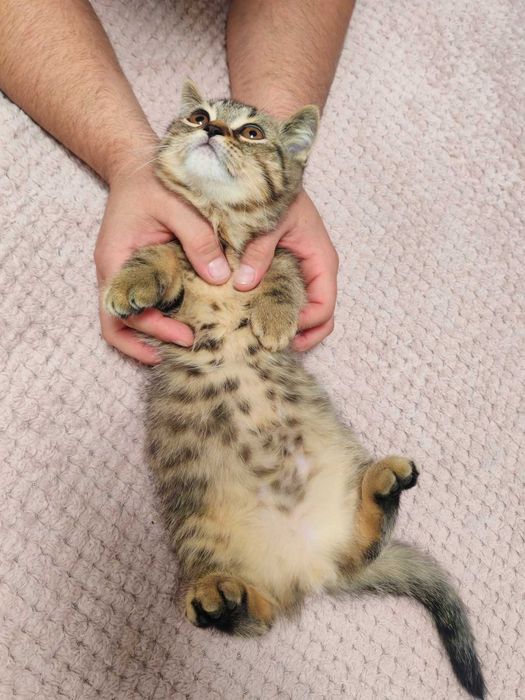 Мъжко британско коте разцветка Таби