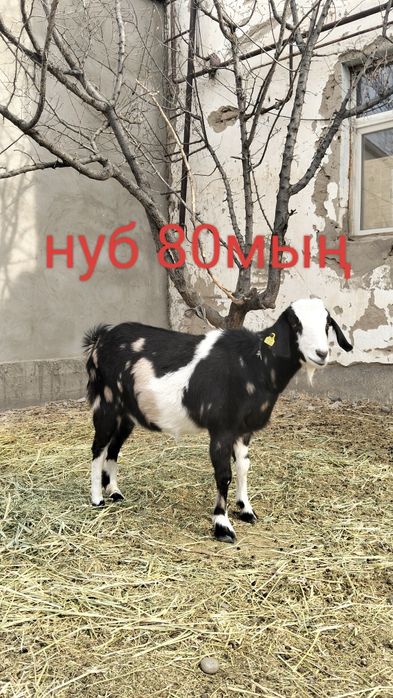 Таза қанды ешкілер