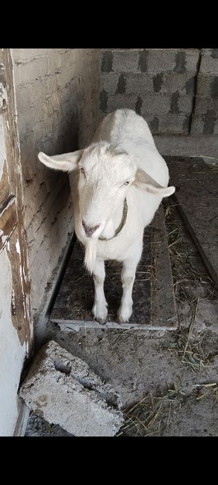 Ona bola echki sotiladi