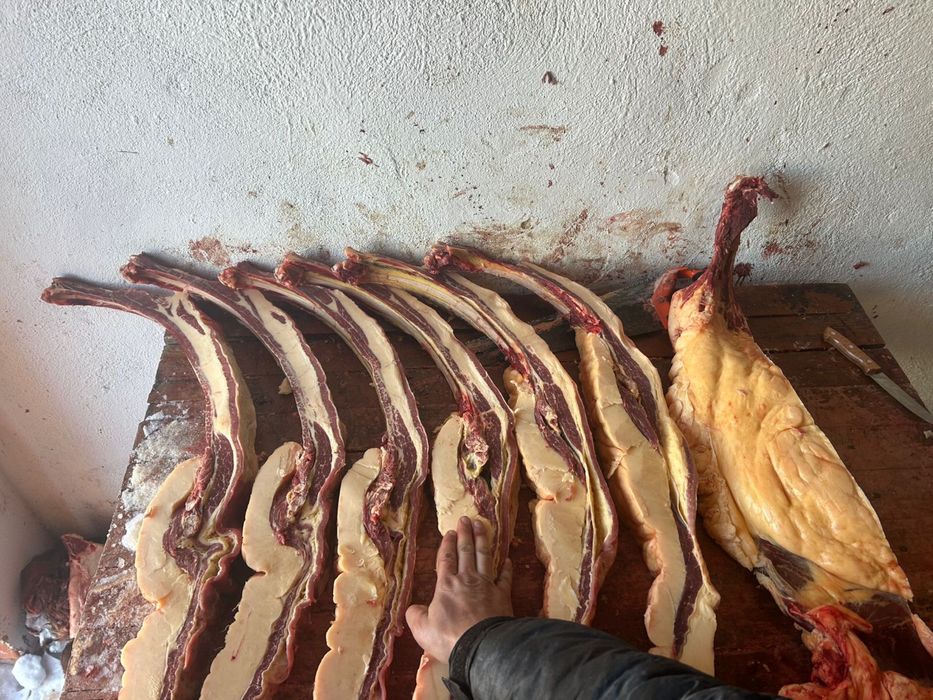 Продам соғым, байтал