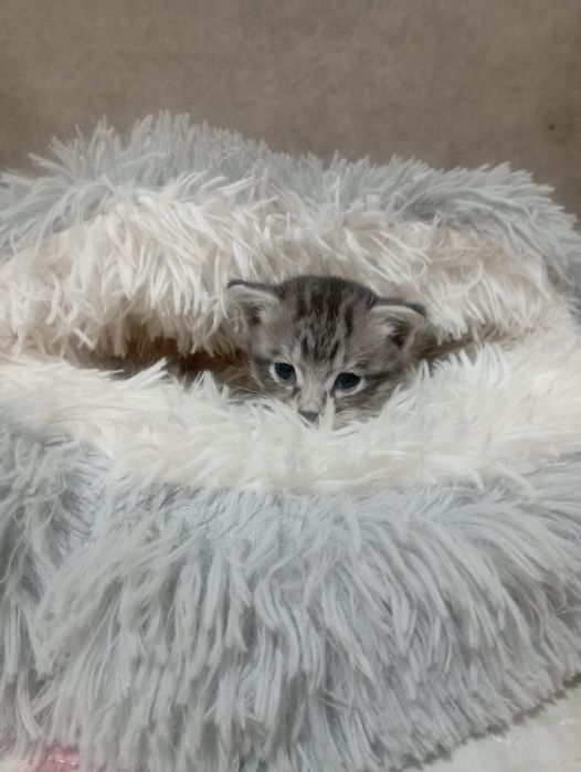 Милый котенок  ищет дом