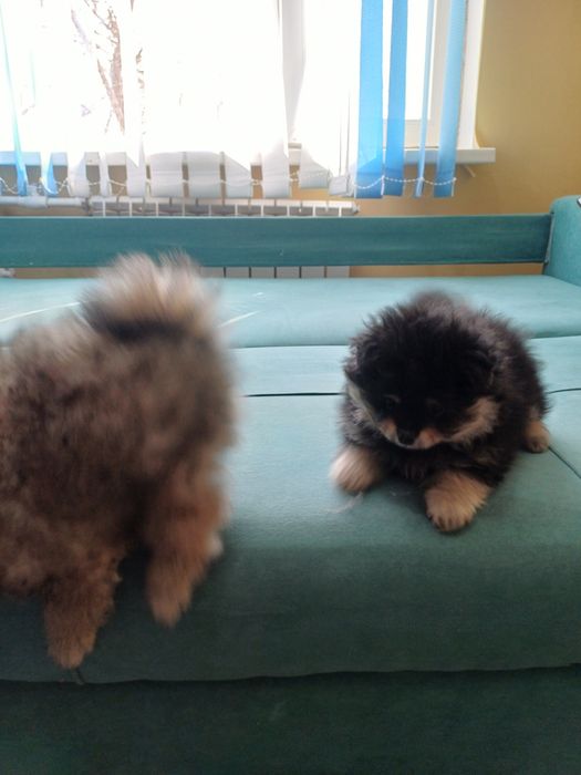 Померанские шпицы