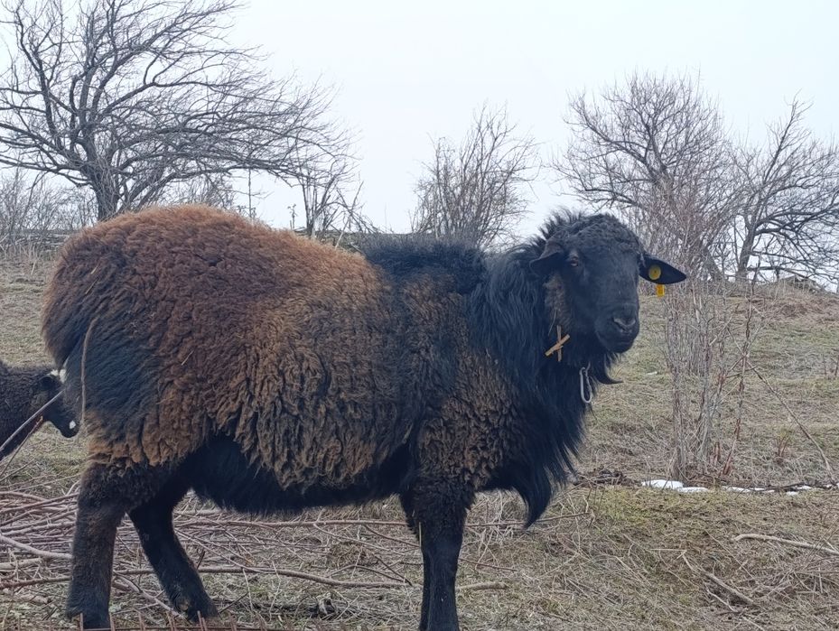 Кошкар-улучшитель