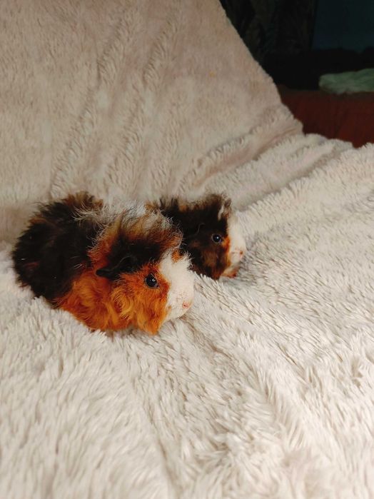 Морски свинчета альпако и зайчета