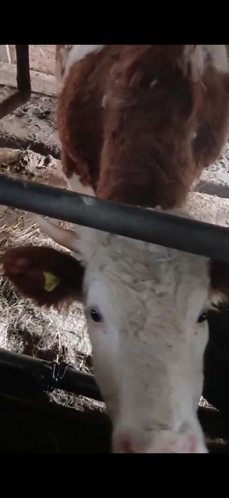 Продам тёлку симментальскую