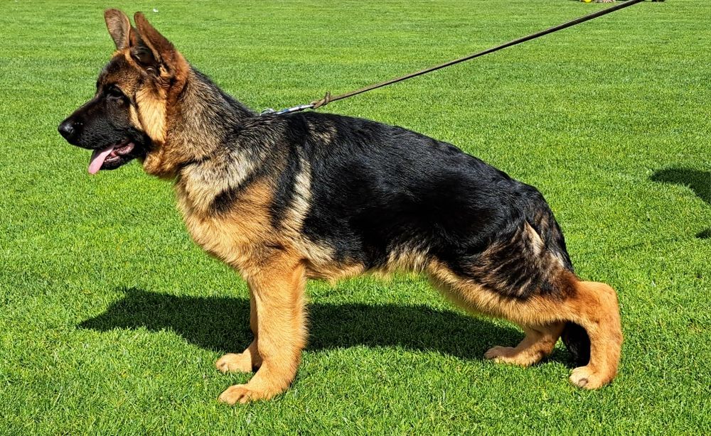 Елитн немски овчарка