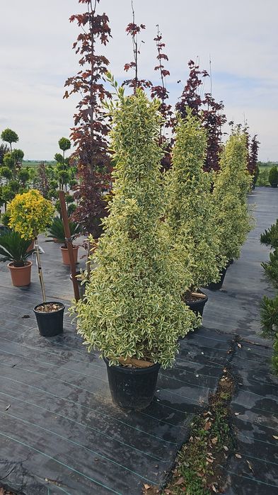 Euonymus japonicus- Ilex pe tija - Photinia red robin-