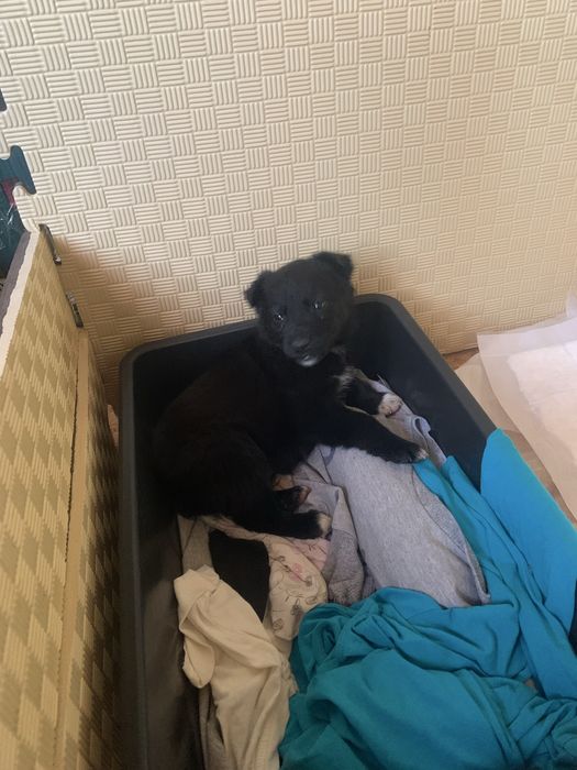 Отдам щенка подкидыша