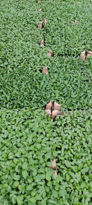 Разсад домати,краставици,пипер