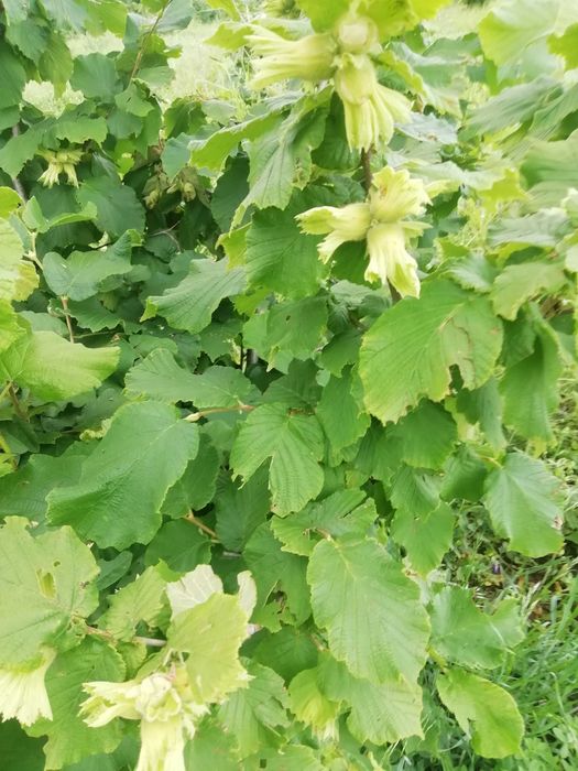 Продава се Парцел в Стара Загора, Казански - 22000 кв.м за 3 €/кв.м - Снимка #1