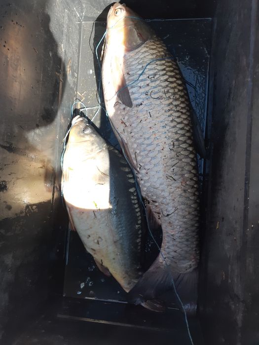 Vand pelete pt crap origine Polonia