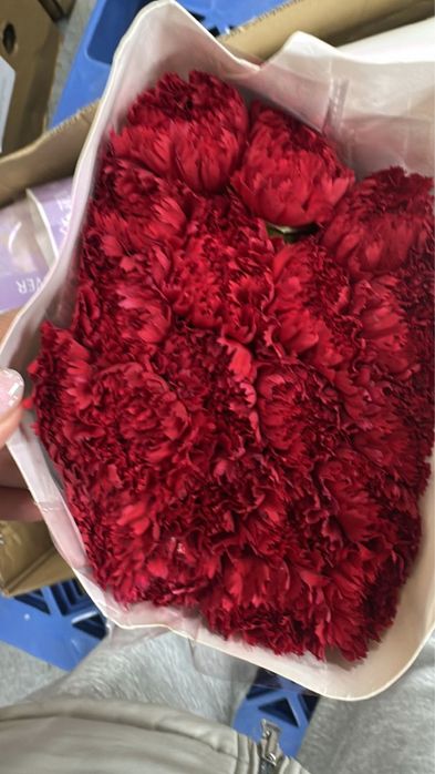 Гвоздики красные