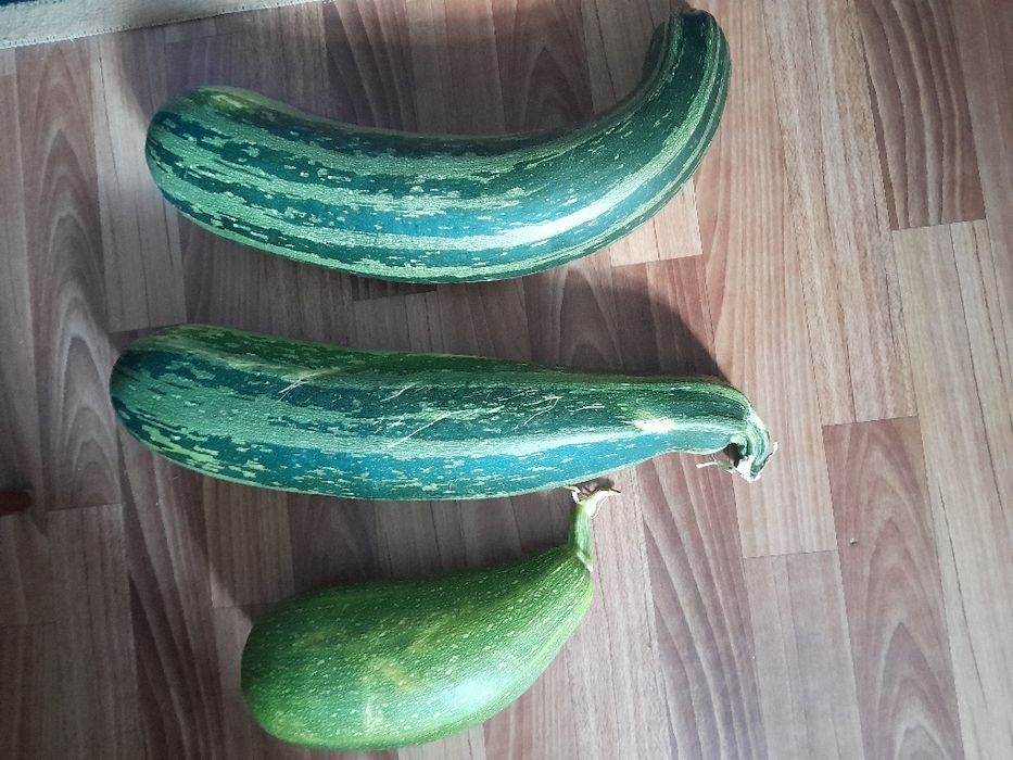 Продам дачные кабачки