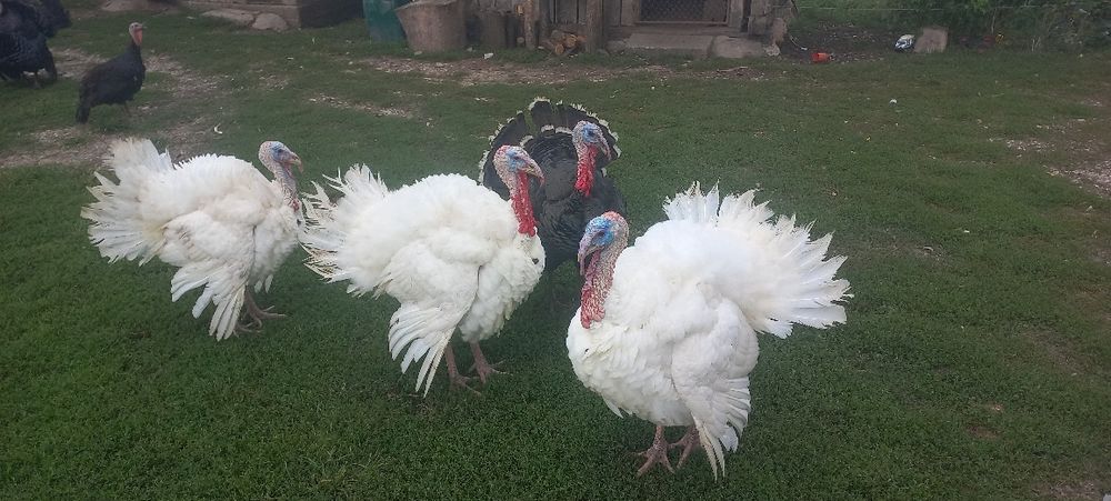 Curcani crescuți  Cu Grăunte Naturale