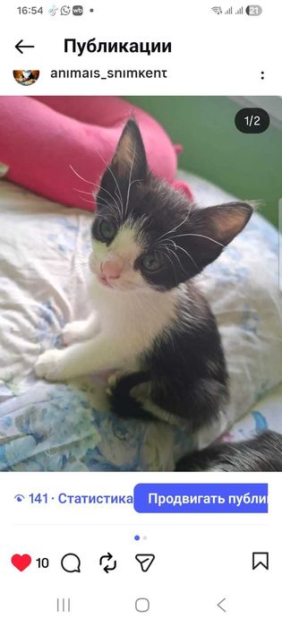 Котенок трехцветная с белыми лапками, 3.5 мес., котята разные...