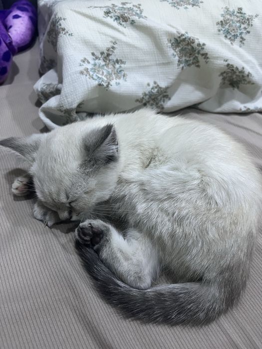 Отдам котёнка в добрые руки