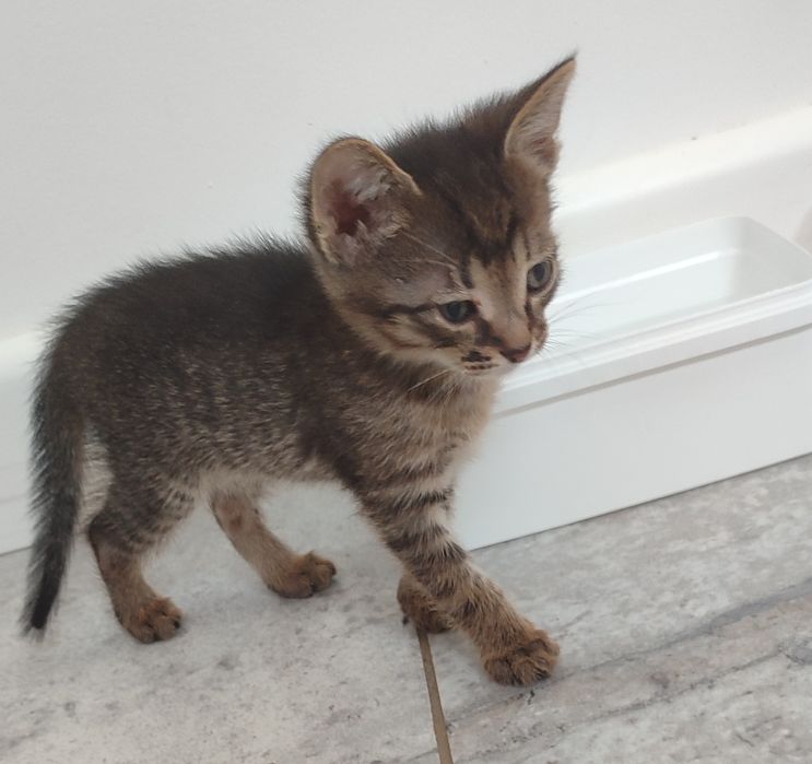 Отдам котят в добрые руки