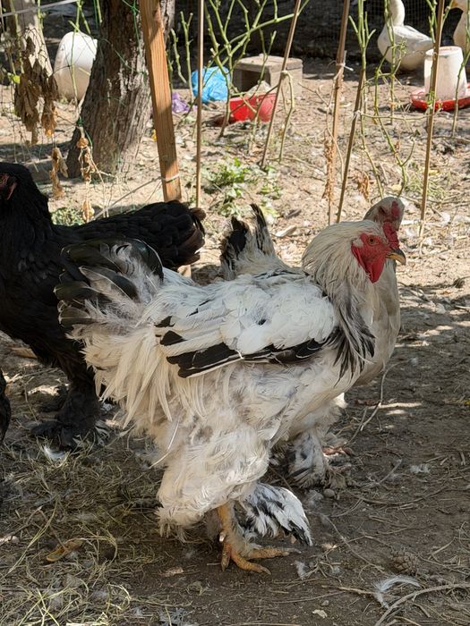 Продаю куры породы Брама
