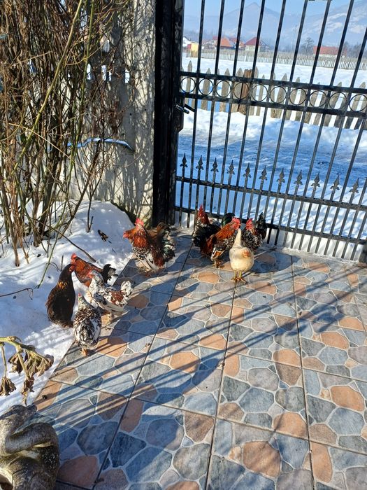 Gaini pitice romanesti