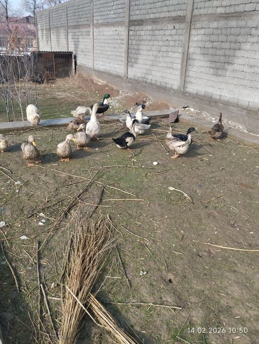 Инкубационный яйцо уток