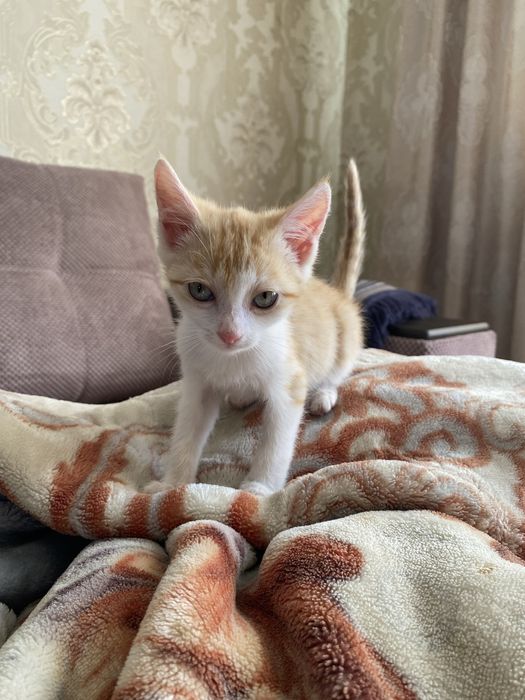 Котята мальчики ищут дом
