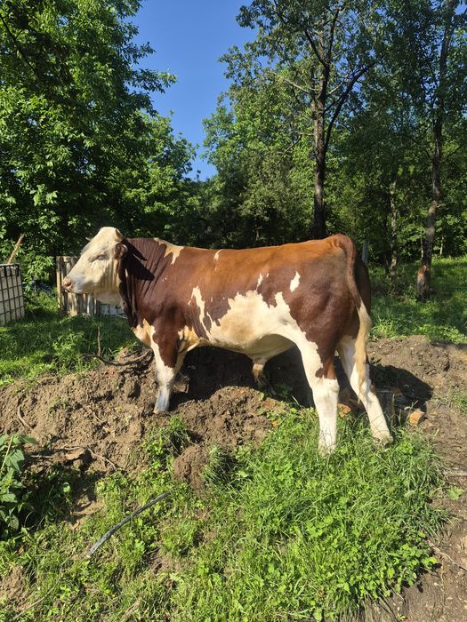 Taur baltata romaneasca 24 luni