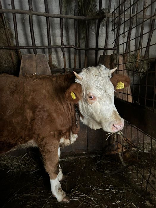 Junincă bălțată romanească