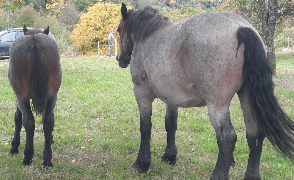 Iapa tânără gestanta