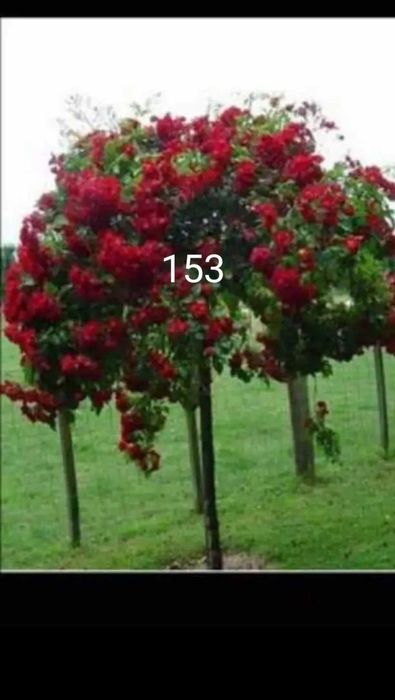 Като дръвче ароматни