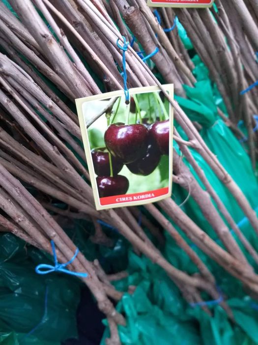 Vand pomi fructiferi