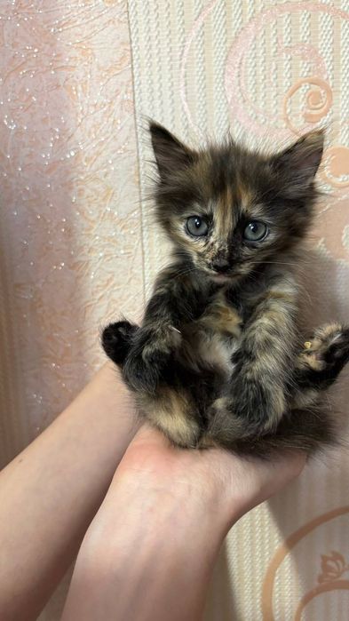Котенок девочка.