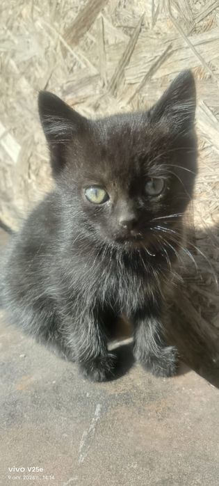 Котята ищут дом.