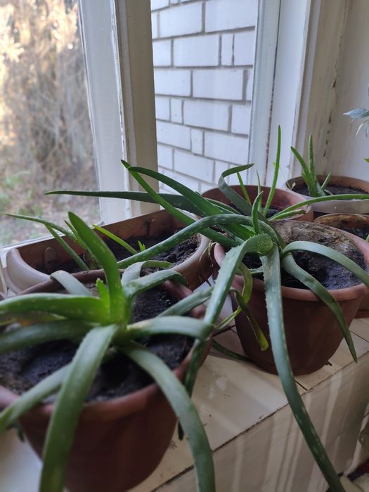 Продаю алой 3500.