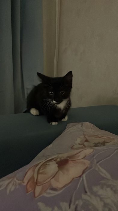 Котенок 2 месяца