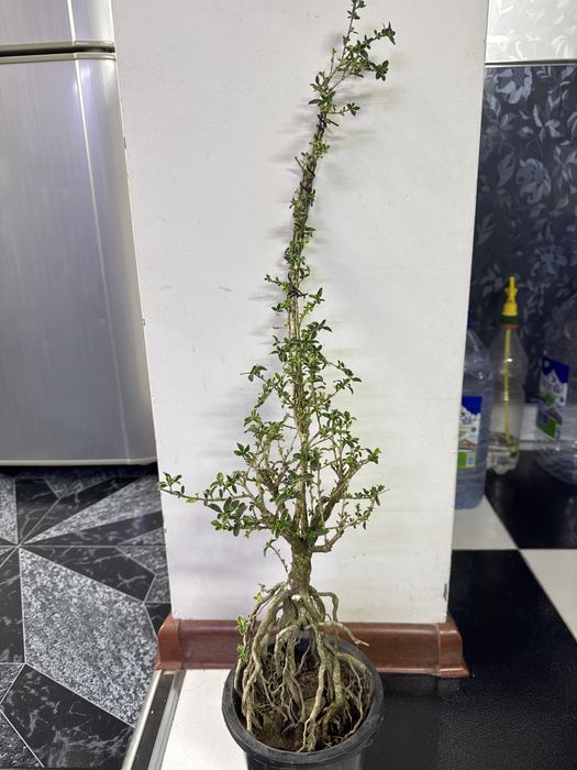 Продам бонсай Сирисса!