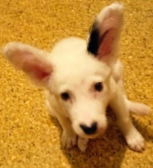 Отдам девочек в добрые руки!