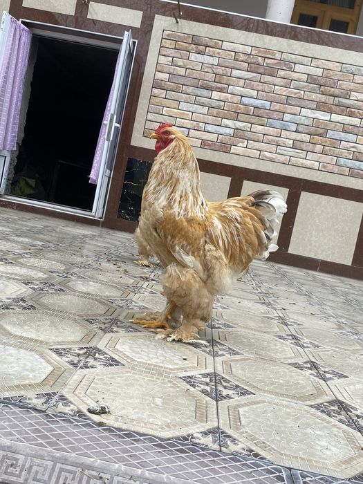 Brama tovuq va xurozi sotiladi