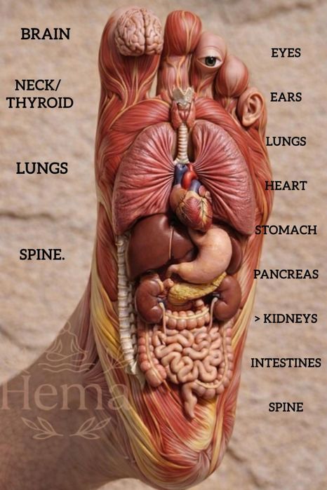 Професионален Масаж Квартал Витоша - 20%